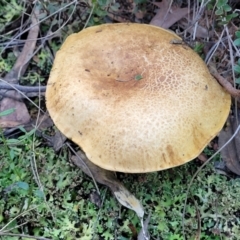 zz bolete at Stromlo, ACT - 21 May 2022 04:15 PM