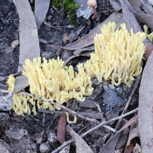 Ramaria sp. at Stromlo, ACT - 21 May 2022 04:08 PM