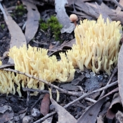 Ramaria sp. at Stromlo, ACT - 21 May 2022 04:08 PM