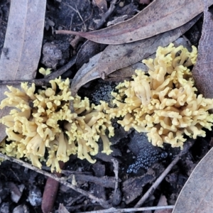 Ramaria sp. at Stromlo, ACT - 21 May 2022