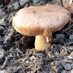 zz agaric (stem; gills not white/cream) at Stromlo, ACT - 21 May 2022 04:02 PM