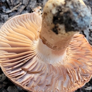 zz agaric (stem; gills not white/cream) at Stromlo, ACT - 21 May 2022 04:02 PM