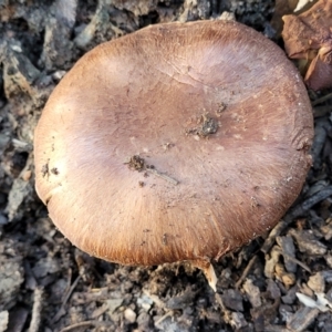 zz agaric (stem; gills not white/cream) at Stromlo, ACT - 21 May 2022 04:02 PM