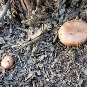 zz agaric (stem; gills not white/cream) at Stromlo, ACT - 21 May 2022 04:02 PM