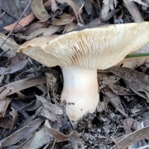 zz agaric (stem; gills white/cream) at Stromlo, ACT - 21 May 2022 03:59 PM