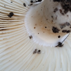 zz agaric (stem; gills white/cream) at Stromlo, ACT - 21 May 2022