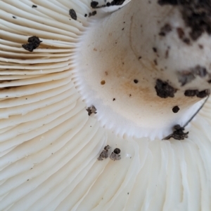 zz agaric (stem; gills white/cream) at Stromlo, ACT - 21 May 2022 03:59 PM