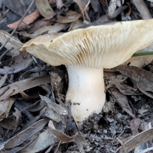 zz agaric (stem; gills white/cream) at Stromlo, ACT - 21 May 2022 03:59 PM