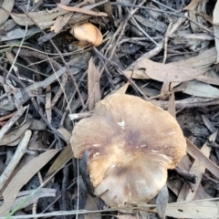 zz agaric (stem; gills white/cream) at Stromlo, ACT - 21 May 2022 03:59 PM