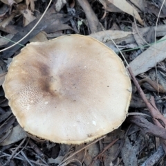 zz agaric (stem; gills white/cream) at Stromlo, ACT - 21 May 2022