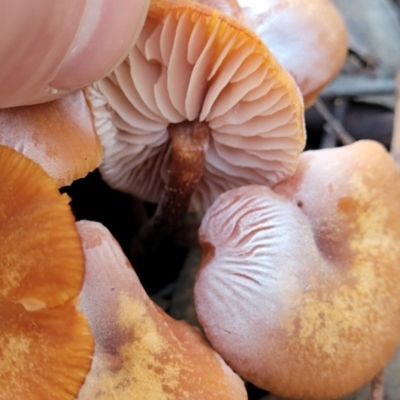Laccaria sp. (Laccaria) at Stromlo, ACT - 21 May 2022 by trevorpreston