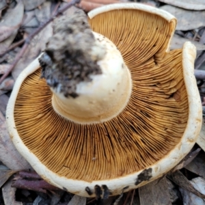 Cortinarius sp. at Stromlo, ACT - 21 May 2022