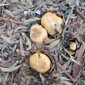 Cortinarius sp. at Stromlo, ACT - 21 May 2022