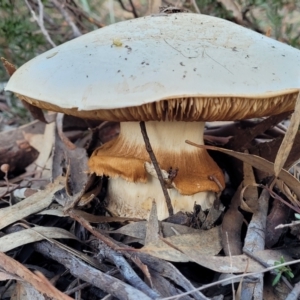 Austrocortinarius australiensis at Stromlo, ACT - 21 May 2022 03:50 PM