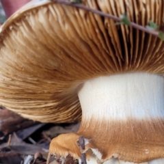 Austrocortinarius australiensis at Stromlo, ACT - 21 May 2022 03:50 PM