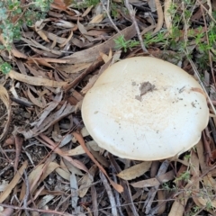 Austrocortinarius australiensis at Stromlo, ACT - 21 May 2022