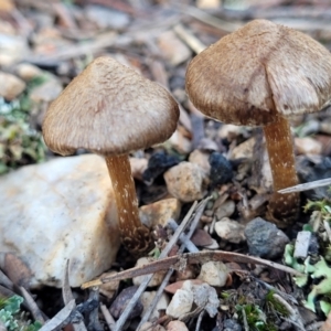 Inocybe sp. at Stromlo, ACT - 21 May 2022