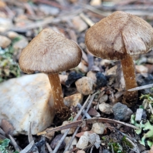 Inocybe sp. at Stromlo, ACT - 21 May 2022 03:47 PM