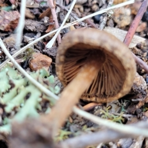 Inocybe sp. at Stromlo, ACT - 21 May 2022