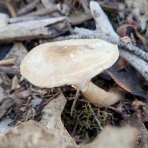 Lepiota s.l. at Stromlo, ACT - 21 May 2022