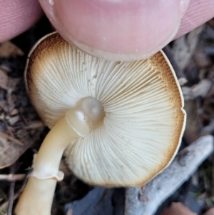 Lepiota s.l. at Stromlo, ACT - 21 May 2022