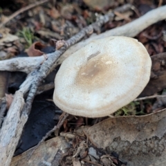 Lepiota s.l. at Stromlo, ACT - 21 May 2022