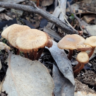 Unverified Cap on a stem; gills below cap [mushrooms or mushroom-like] - 1 Jan 1900 by trevorpreston