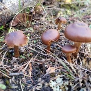 zz agaric (stem; gills not white/cream) at Stromlo, ACT - 21 May 2022