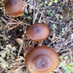 zz agaric (stem; gills not white/cream) at Stromlo, ACT - 21 May 2022