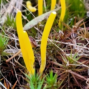 Clavulinopsis amoena at Stromlo, ACT - 21 May 2022 03:40 PM