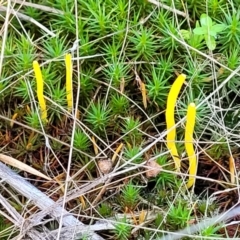 Clavulinopsis amoena at Stromlo, ACT - 21 May 2022 03:40 PM