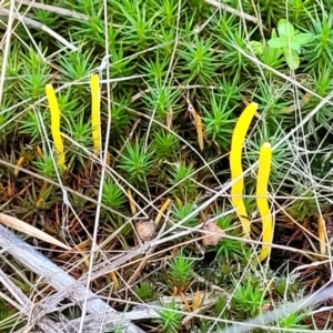 Clavulinopsis amoena at Stromlo, ACT - 21 May 2022