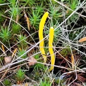 Clavulinopsis amoena at Stromlo, ACT - 21 May 2022