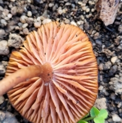 Laccaria sp. at Stromlo, ACT - 21 May 2022