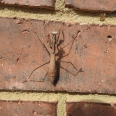 Pseudomantis albofimbriata (False garden mantis) at Burradoo, NSW - 10 Apr 2022 by GlossyGal