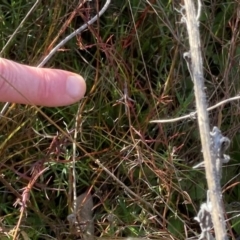 Keyacris scurra (Key's Matchstick Grasshopper) at Murrumbateman, NSW - 21 May 2022 by ALCaston