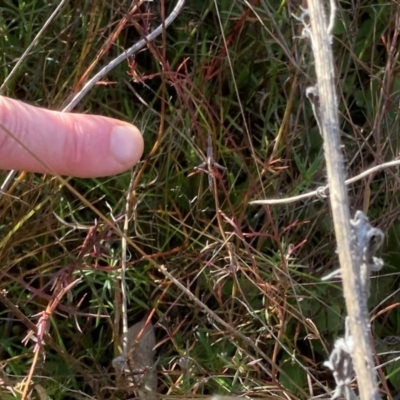 Keyacris scurra (Key's Matchstick Grasshopper) at Murrumbateman, NSW - 21 May 2022 by ALCaston