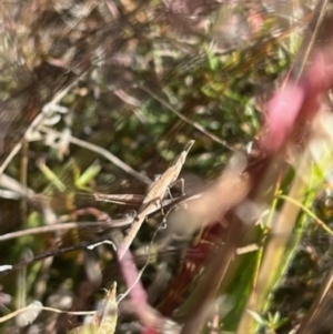 Keyacris scurra at Murrumbateman, NSW - 22 May 2022 12:58 PM