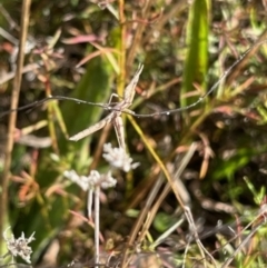 Keyacris scurra at Murrumbateman, NSW - 22 May 2022 12:58 PM