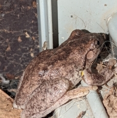 Litoria peronii (Peron's Tree Frog, Emerald Spotted Tree Frog) at Wright, ACT - 21 May 2022 by Rebeccajgee