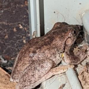 Litoria peronii at Wright, ACT - 21 May 2022 06:40 PM