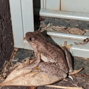 Litoria peronii at Wright, ACT - 21 May 2022 06:40 PM