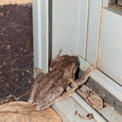 Litoria peronii at Wright, ACT - 21 May 2022 06:40 PM