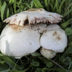 Unidentified Cap on a stem; gills below cap [mushrooms or mushroom-like] at Hawker, ACT - 13 May 2022 by AlisonMilton