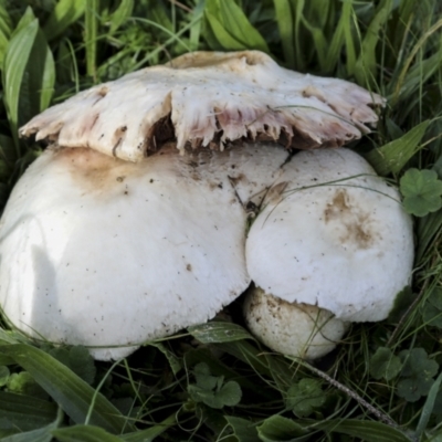 Unidentified Cap on a stem; gills below cap [mushrooms or mushroom-like] at Hawker, ACT - 13 May 2022 by AlisonMilton