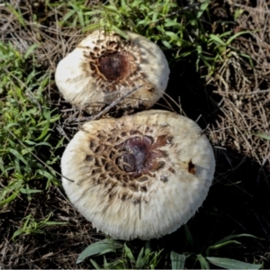 Chlorophyllum sp. at Hawker, ACT - 13 May 2022 02:19 PM