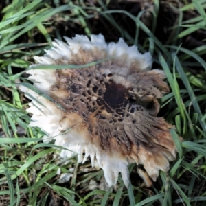 Chlorophyllum sp. at Hawker, ACT - 13 May 2022 02:19 PM