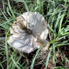 Chlorophyllum sp. at Hawker, ACT - 13 May 2022 02:19 PM