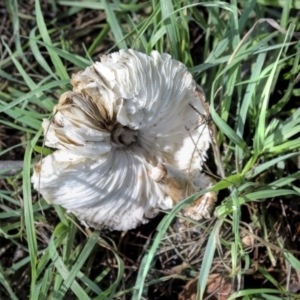 Chlorophyllum sp. at Hawker, ACT - 13 May 2022 02:19 PM