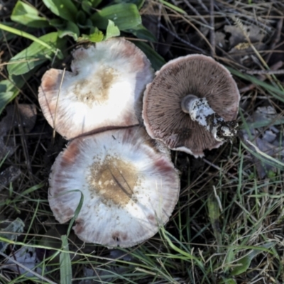 Agaricus sp. (Agaricus) at Hawker, ACT - 13 May 2022 by AlisonMilton